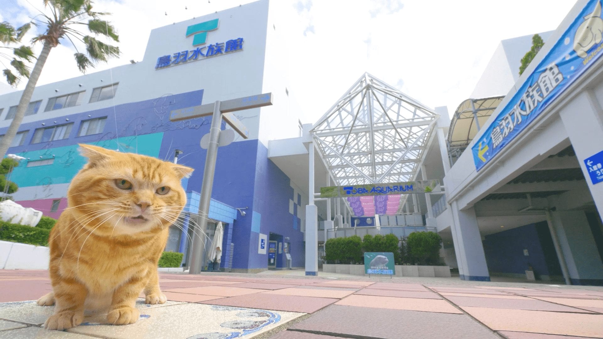 名古屋喵喵團 鳥羽水族館 之尋找美人魚篇
