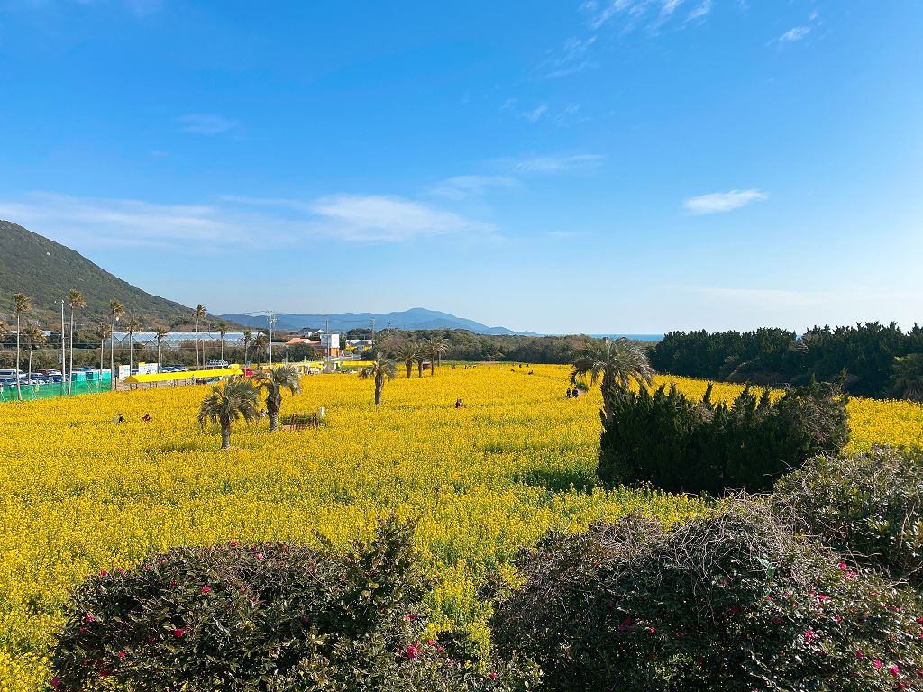 田原市伊良湖油菜花田