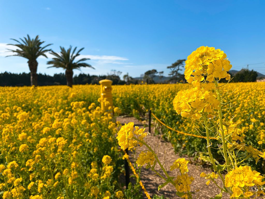 田原市伊良湖油菜花