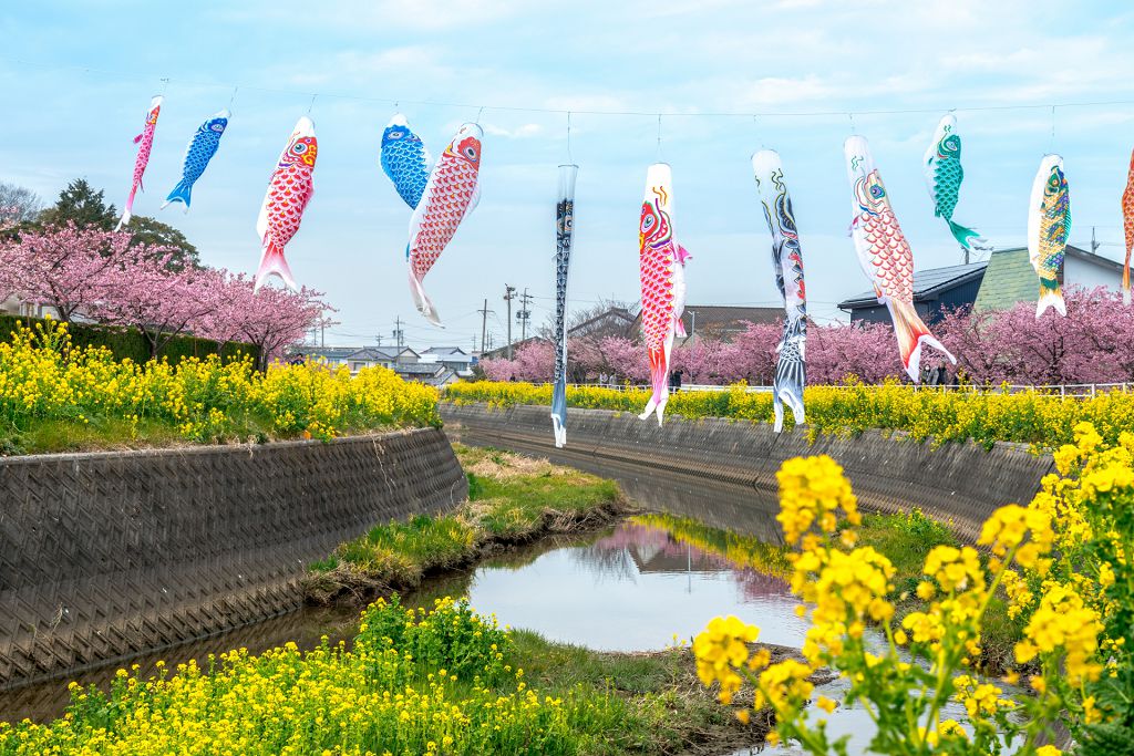 伊良湖油菜花及河津櫻