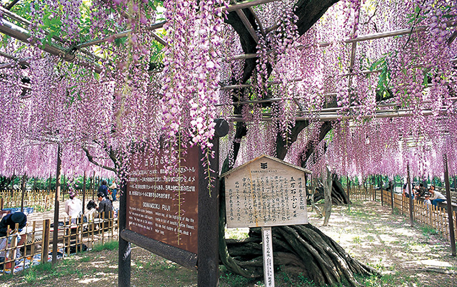 日本中部名古屋旅遊_夏季岡崎公園五萬石藤花節