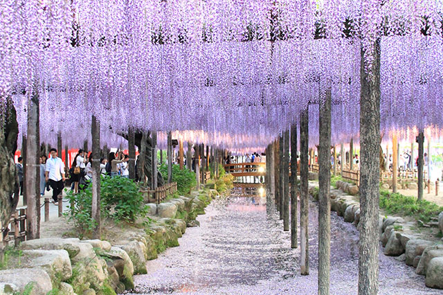 日本中部名古屋旅遊_夏季天王川公園尾張津島紫藤花節