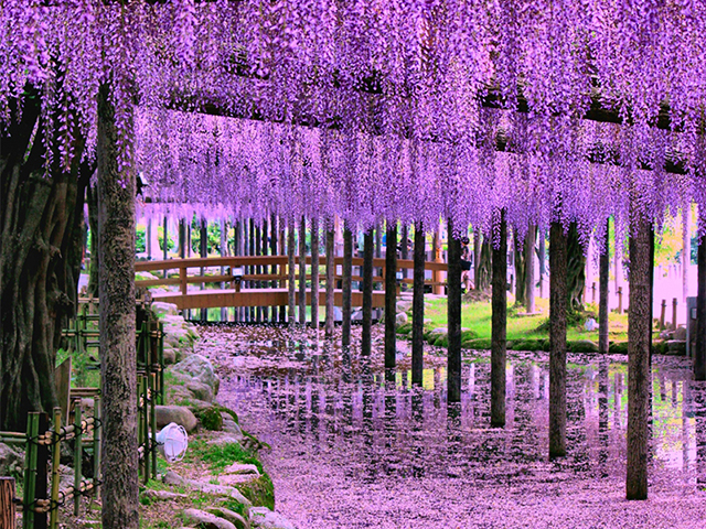 日本中部名古屋旅遊_夏季天王川公園尾張津島紫藤花節