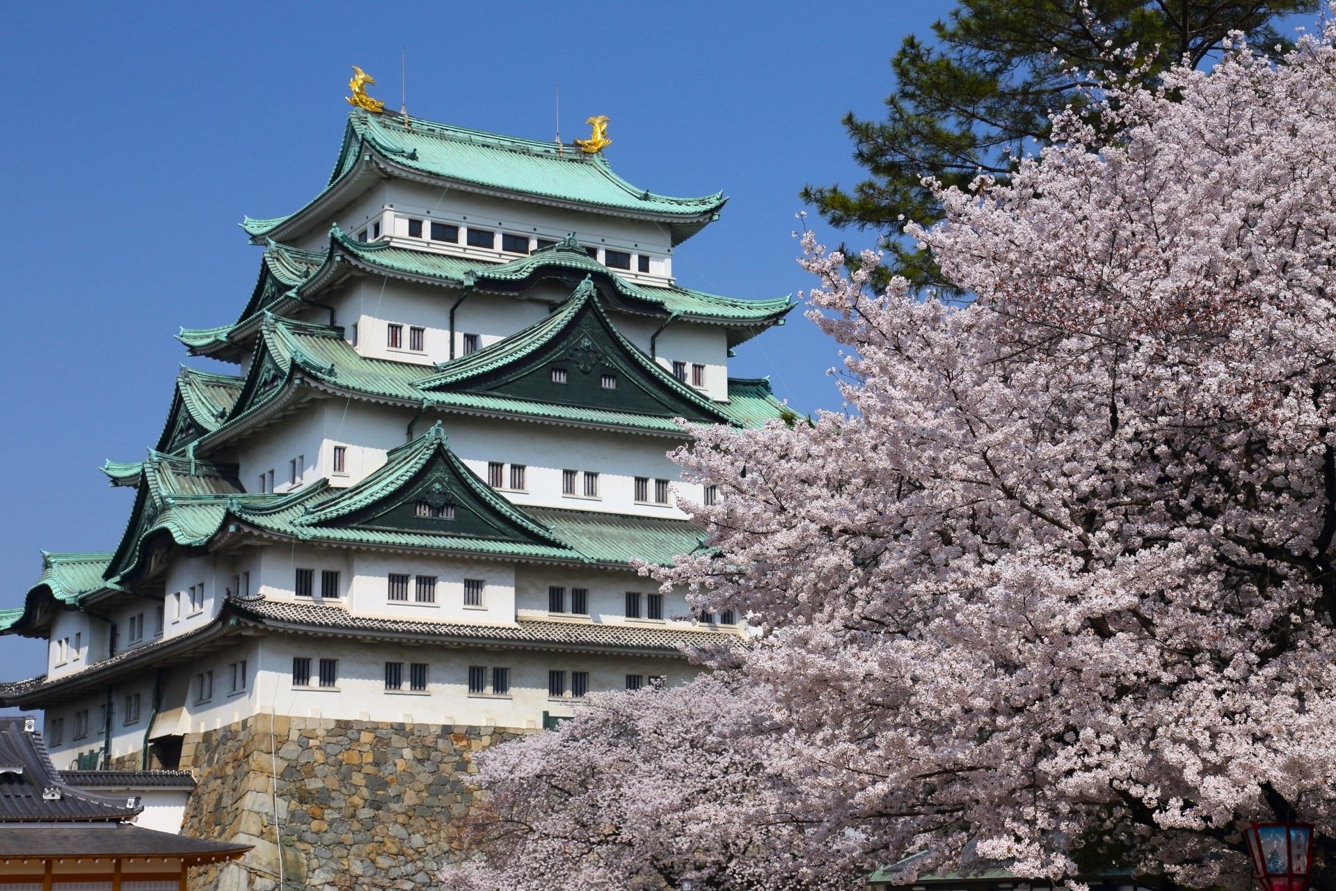 名古屋賞櫻地圖|名古屋城、鶴舞公園、岡崎城等賞櫻勝地看這裡!